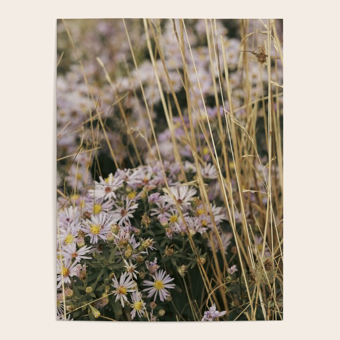 field of aster wildflowers - botanical nature photograph Poster Gallery Image 1