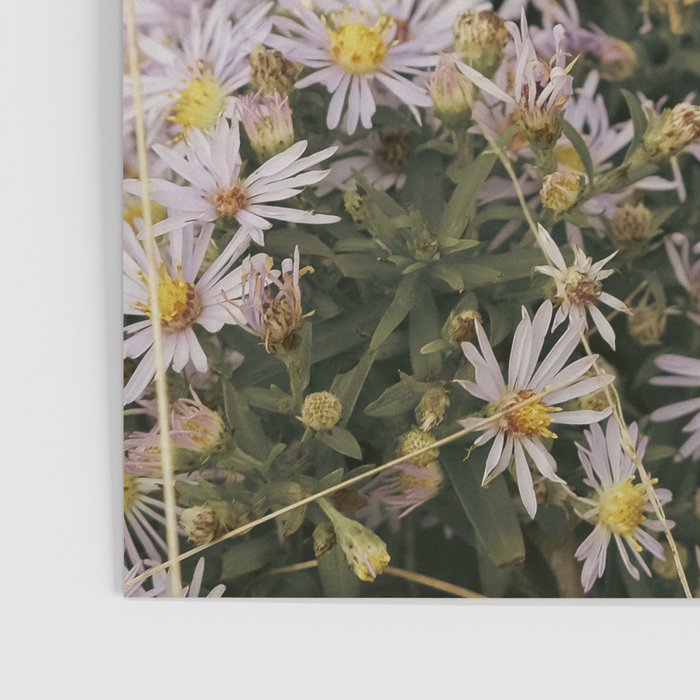 field of aster wildflowers - botanical nature photograph Poster Gallery Image 3