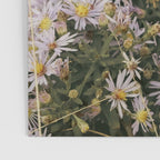 field of aster wildflowers - botanical nature photograph Poster Gallery Image 3