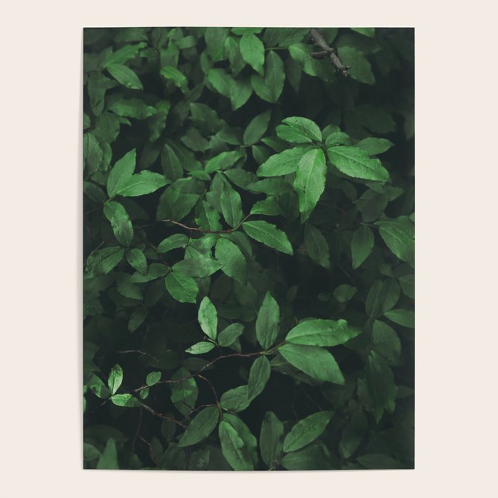 Some Greenery Poster Gallery Image 4