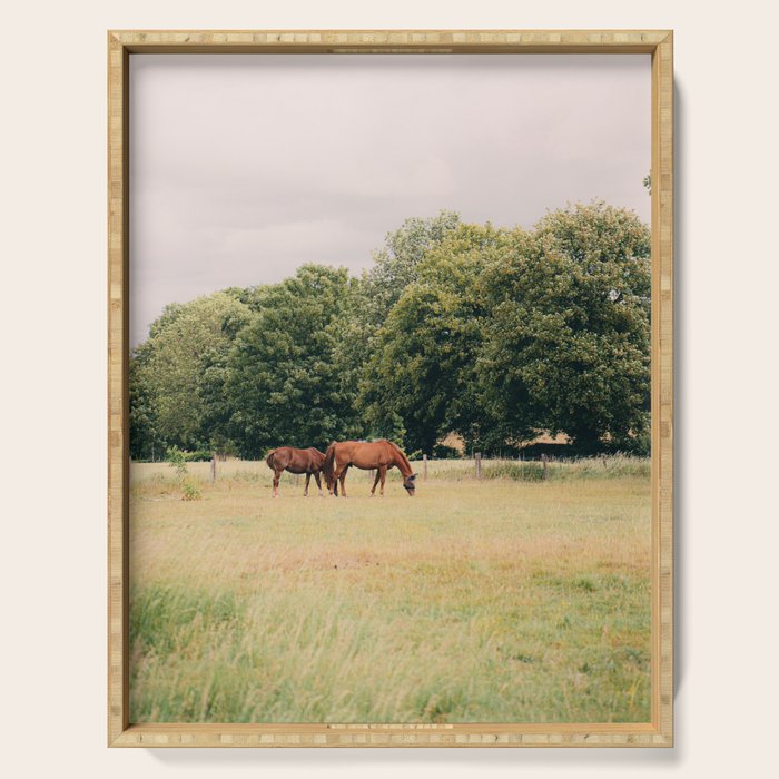 Cotswolds Horses in Rural Pasture Landscape Serving Tray Gallery Image 1