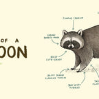 Anatomy of a Raccoon Coffee Mug Gallery Image 2