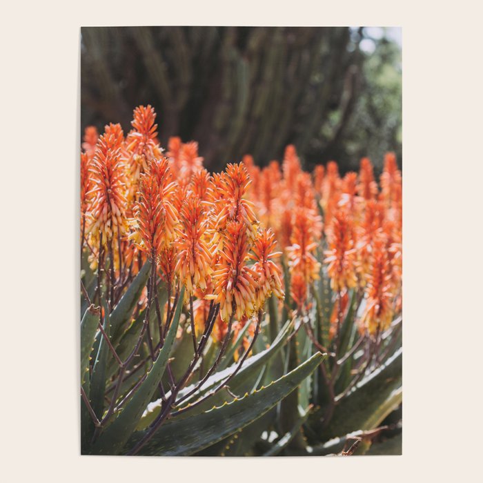 California Coastal Botanical Art x Coastal Aloe Blooms Poster Gallery Image 4