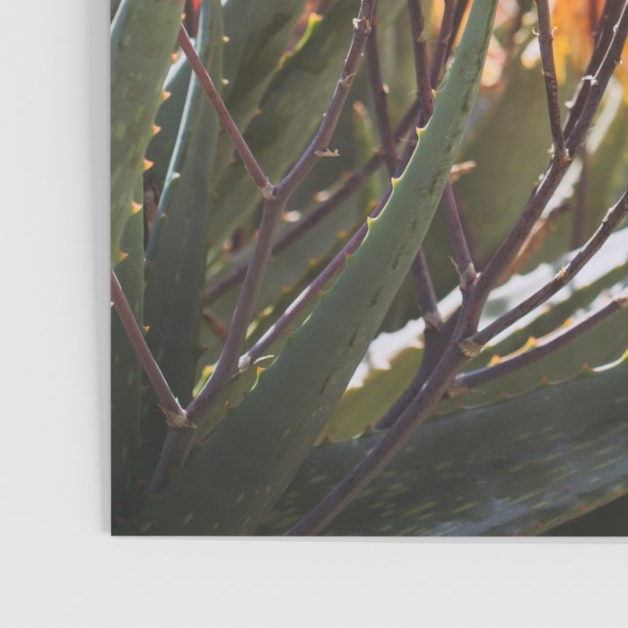 California Coastal Botanical Art x Coastal Aloe Blooms Poster Gallery Image 3