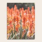 California Coastal Botanical Art x Coastal Aloe Blooms Notebook Gallery Image 4