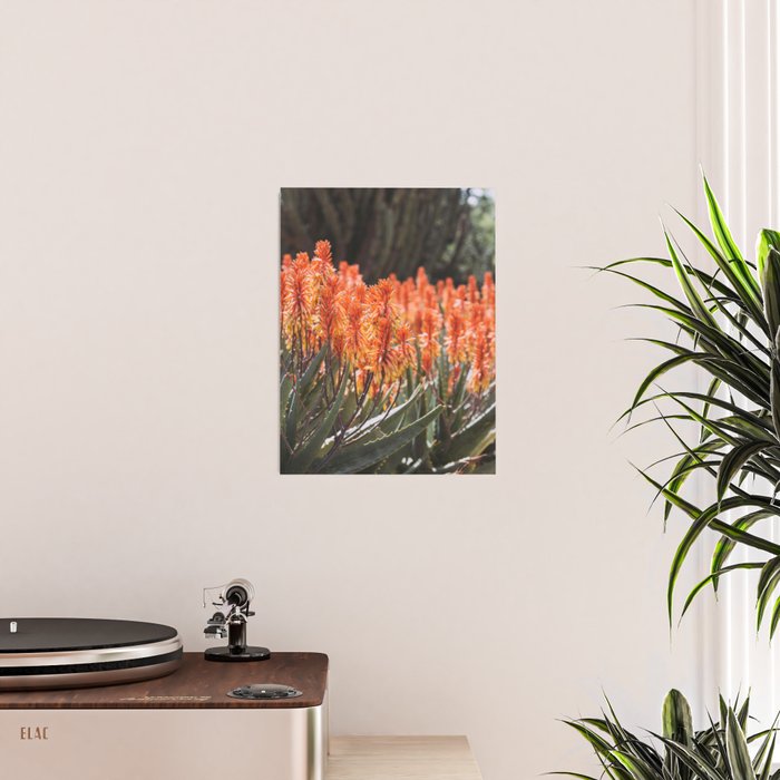 California Coastal Botanical Art x Coastal Aloe Blooms Poster Gallery Image 2