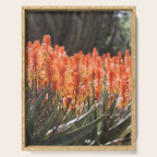 California Coastal Botanical Art x Coastal Aloe Blooms Serving Tray Gallery Image 1