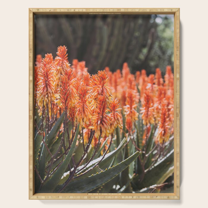 California Coastal Botanical Art x Coastal Aloe Blooms Serving Tray Gallery Image 1