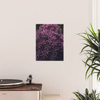 Allium Flower Poster Gallery Image 2