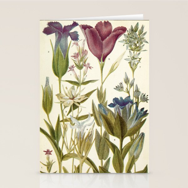 Wildflowers from "Rocky Mountain Flowers" (1914) by Edith Clements (benefitting The Nature Conservancy) Stationery Card Gallery Image 1