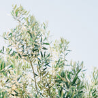 The olive tree | Italy fine art travel photography | Ostuni art Coffee Mug Gallery Image 2