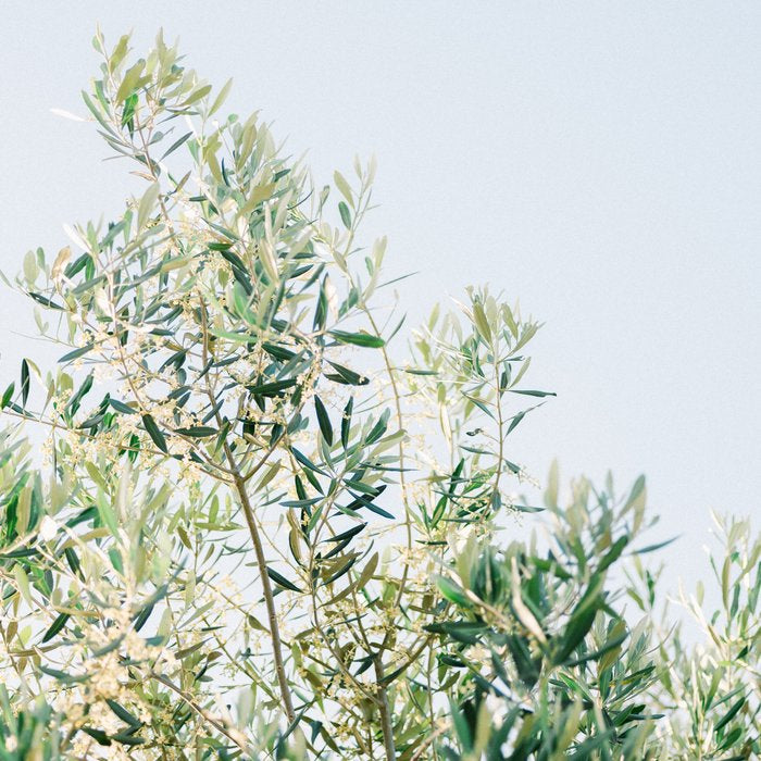 The olive tree | Italy fine art travel photography | Ostuni art Coffee Mug Gallery Image 2