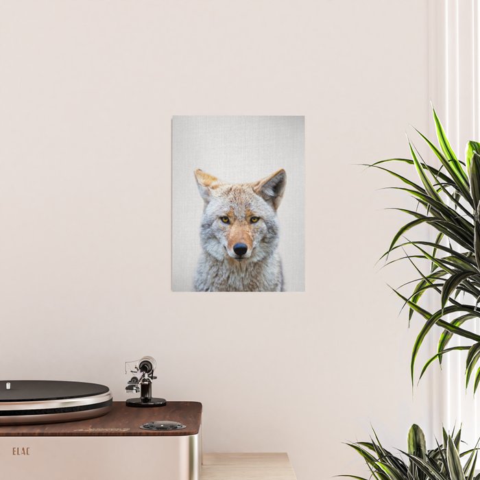 Coyote - Colorful Poster Gallery Image 2