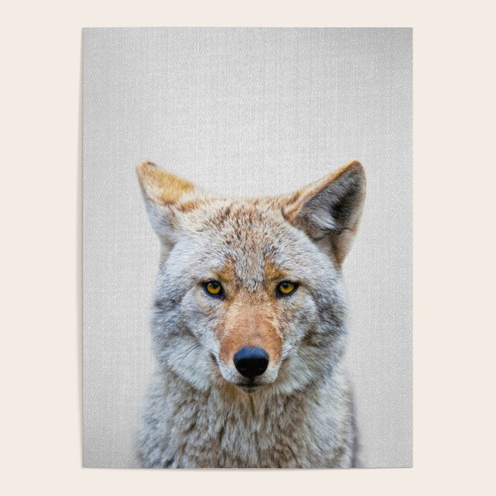 Coyote - Colorful Poster Gallery Image 1