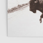 Bison 3 Poster Gallery Image 3
