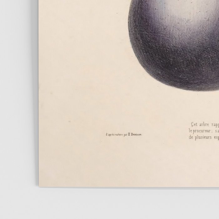 Avocado from "Flore dâAmÃ©rique" by Ãtienne Denisse, 1840s Poster Gallery Image 3
