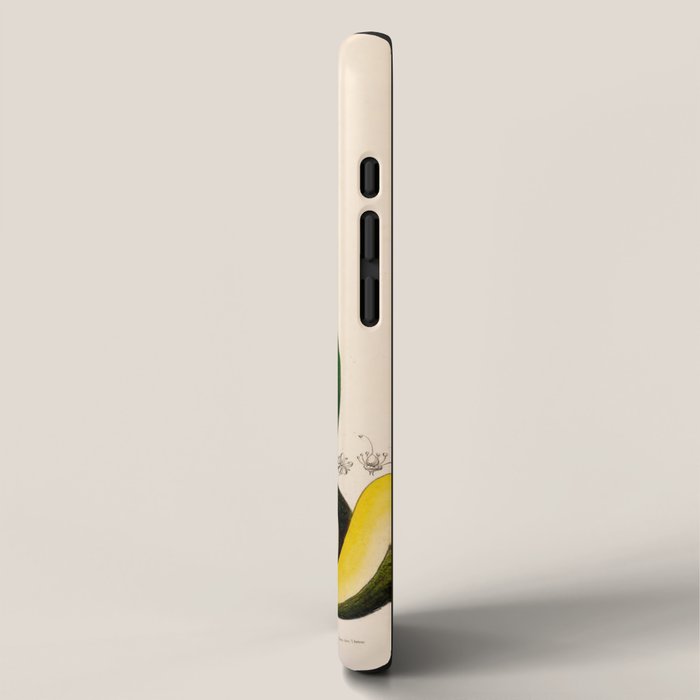 Avocado from "Flore dâAmÃ©rique" by Ãtienne Denisse, 1840s iPhone Case Gallery Image 2