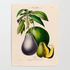 Avocado from "Flore dâAmÃ©rique" by Ãtienne Denisse, 1840s Poster Gallery Image 4
