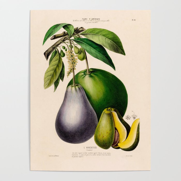 Avocado from "Flore dâAmÃ©rique" by Ãtienne Denisse, 1840s Poster Gallery Image 4