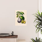 Avocado from "Flore dâAmÃ©rique" by Ãtienne Denisse, 1840s Poster Gallery Image 2