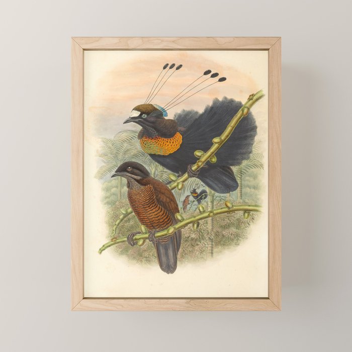 Birds-of-paradise (Parotia Lawesi) by John Gould, 1875-1888 (benefitting the Nature Conservancy) Mini Art Print Gallery Image 1
