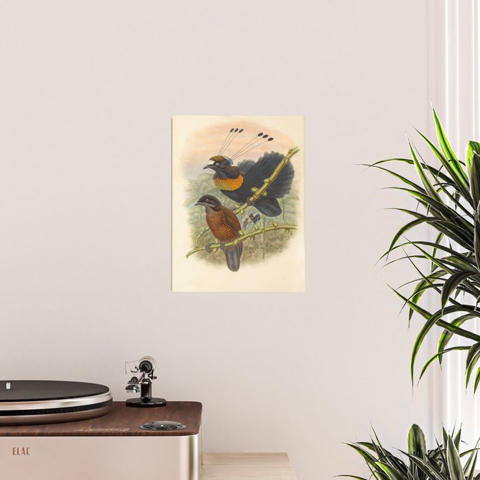 Birds-of-paradise (Parotia Lawesi) by John Gould, 1875-1888 (benefitting the Nature Conservancy) Poster Gallery Image 2