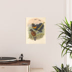 Birds-of-paradise (Parotia Lawesi) by John Gould, 1875-1888 (benefitting the Nature Conservancy) Poster Gallery Image 2