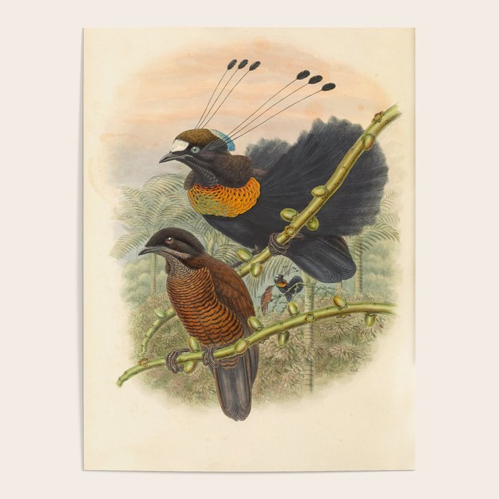 Birds-of-paradise (Parotia Lawesi) by John Gould, 1875-1888 (benefitting the Nature Conservancy) Poster Gallery Image 4