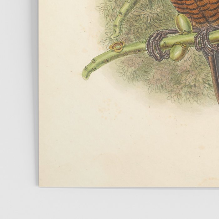 Birds-of-paradise (Parotia Lawesi) by John Gould, 1875-1888 (benefitting the Nature Conservancy) Poster Gallery Image 3