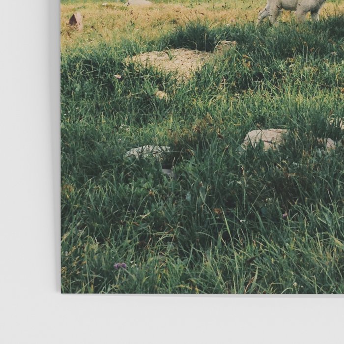 Montana Mountain Goat Family Poster Gallery Image 3