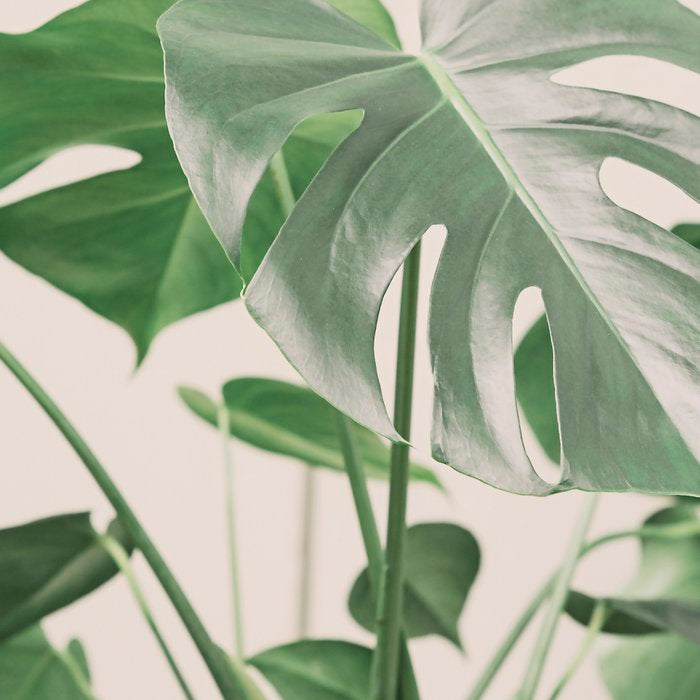 My monstera Coffee Mug Gallery Image 2