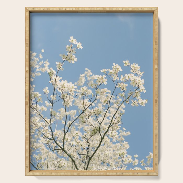 White Dogwood Flowers - spring flower photograph Serving Tray Gallery Image 1
