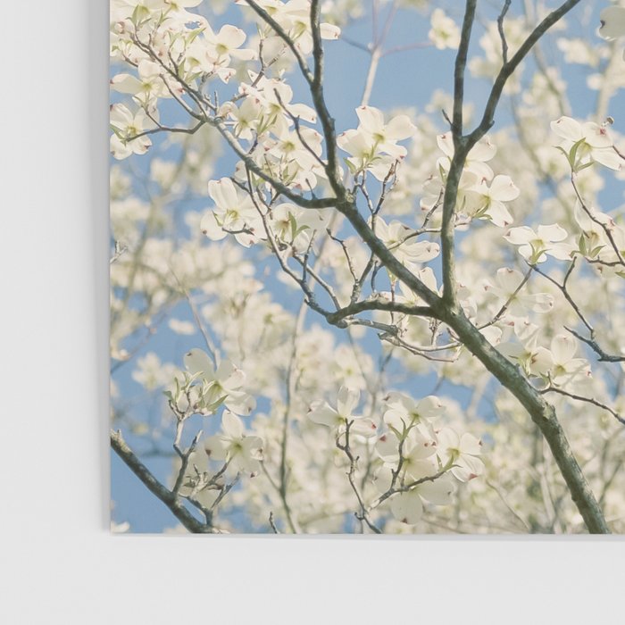 White Dogwood Flowers - spring flower photograph Poster Gallery Image 3
