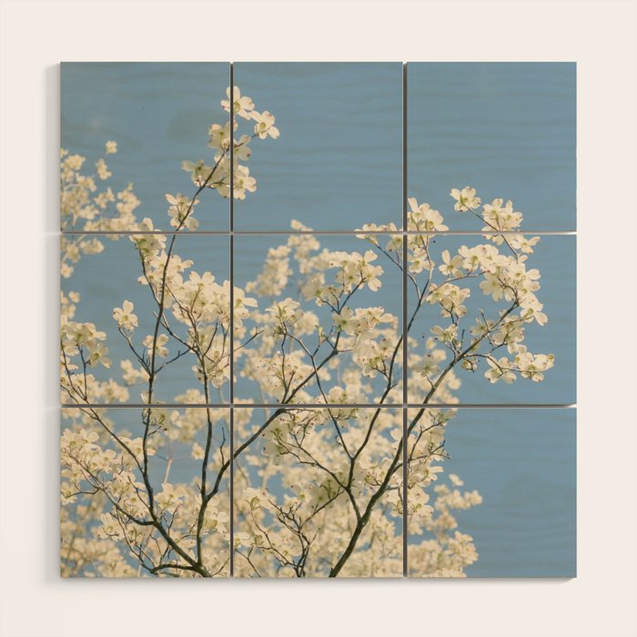White Dogwood Flowers - spring flower photograph Wood Wall Art Gallery Image 1