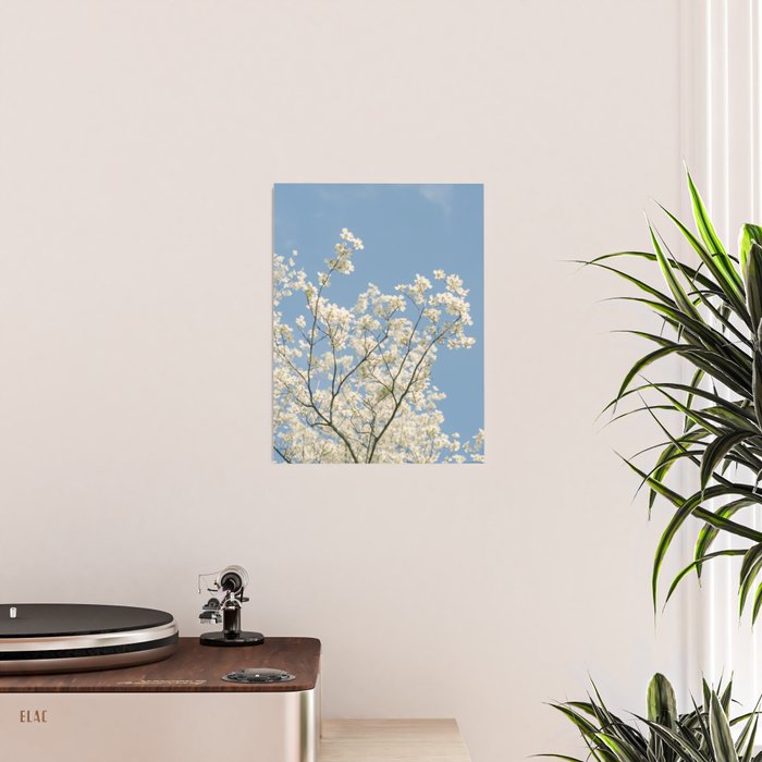 White Dogwood Flowers - spring flower photograph Poster Gallery Image 2