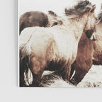 WILD AND FREE 2 - HORSES OF ICELAND Poster Gallery Image 3