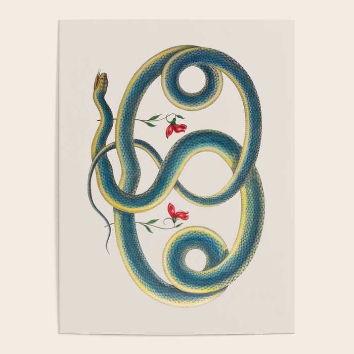 Albertus Seba Snakes Flowers Engraving Poster Gallery Image 4