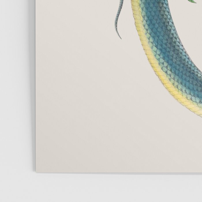 Albertus Seba Snakes Flowers Engraving Poster Gallery Image 3