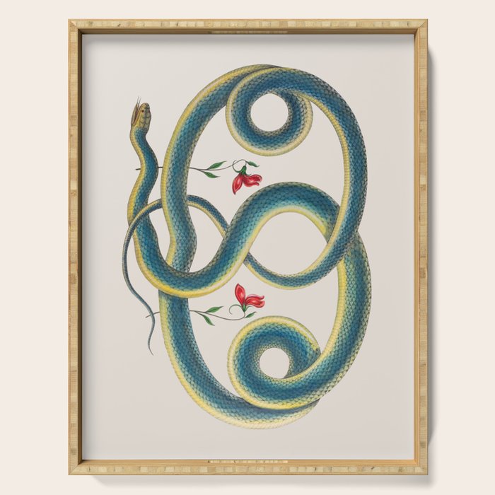 Albertus Seba Snakes Flowers Engraving Serving Tray Gallery Image 1