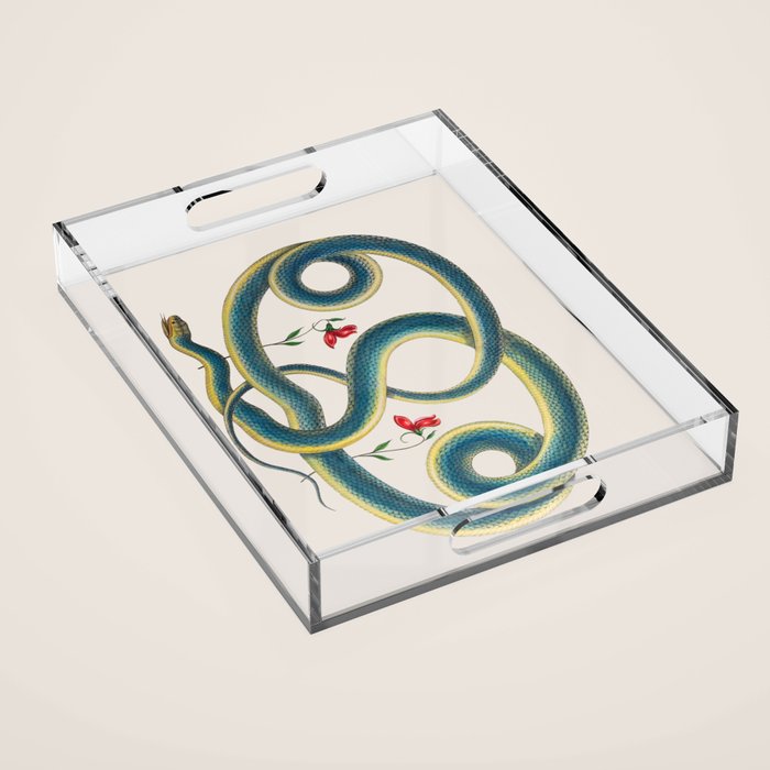 Albertus Seba Snakes Flowers Engraving Acrylic Tray Gallery Image 1