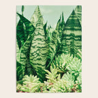 Succulents and Sansevieria houseplant botanical leaf photograph Poster Gallery Image 4