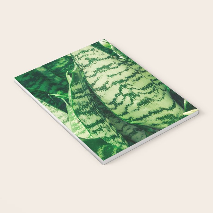 Succulents and Sansevieria houseplant botanical leaf photograph Notebook Gallery Image 3