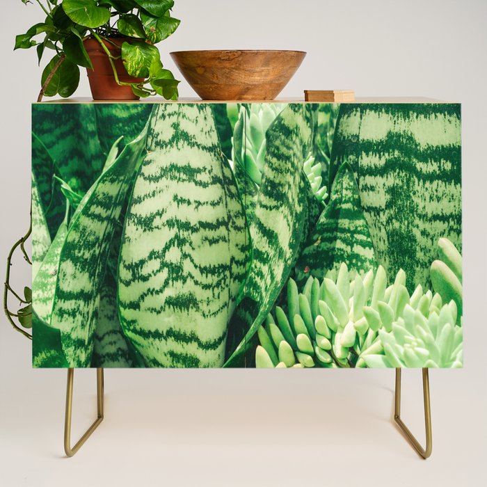 Succulents and Sansevieria houseplant botanical leaf photograph Credenza Gallery Image 1