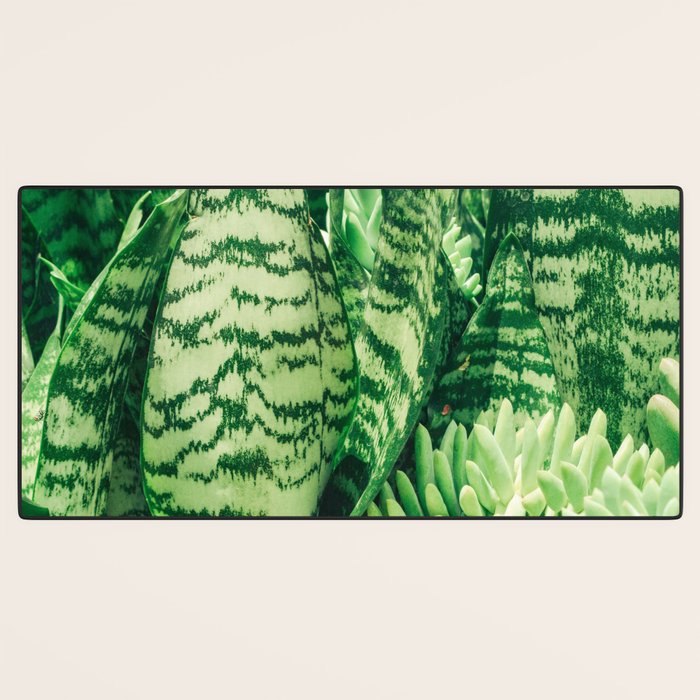 Succulents and Sansevieria houseplant botanical leaf photograph Desk Mat Gallery Image 3