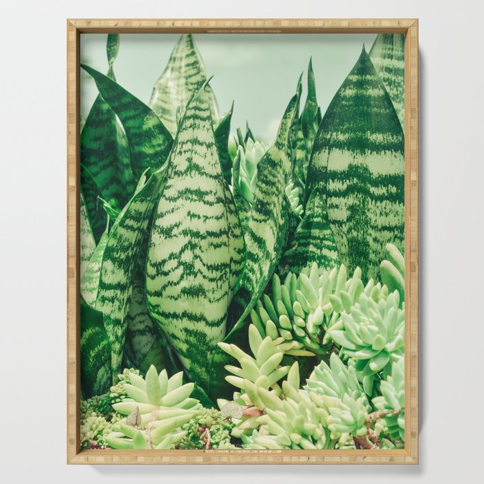 Succulents and Sansevieria houseplant botanical leaf photograph Serving Tray Gallery Image 1