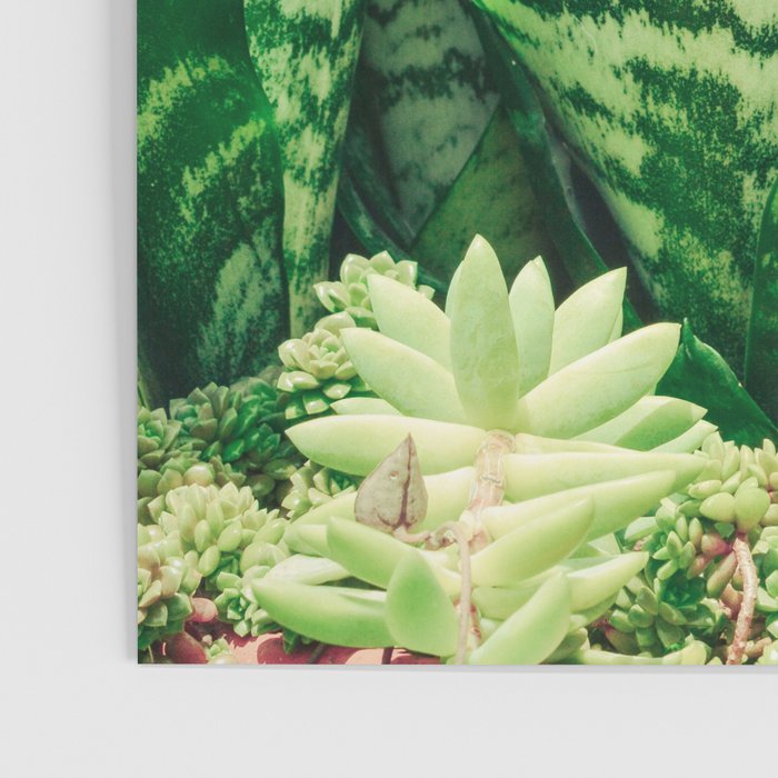 Succulents and Sansevieria houseplant botanical leaf photograph Poster Gallery Image 3