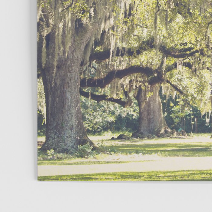 Audubon Park - New Orleans Poster Gallery Image 3