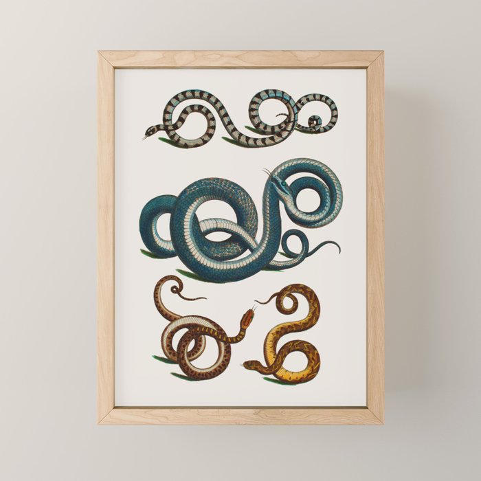 Albertus Seba Coiled Big Blue  Mini Art Print Gallery Image 1