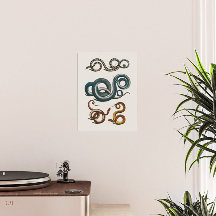 Albertus Seba Coiled Big Blue  Poster Gallery Image 2