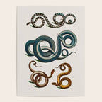 Albertus Seba Coiled Big Blue  Poster Gallery Image 4